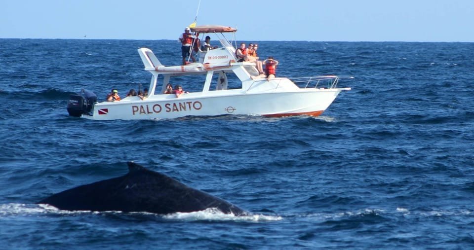 Whale Watching Tour in Samana 1 Whale Watching Tour in Samana